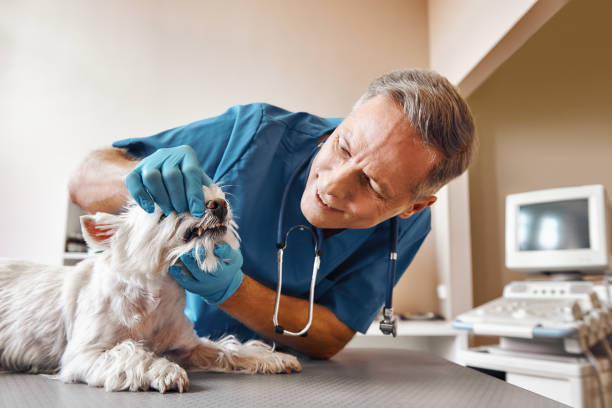 Best Emergency Treatment for Dental Infections or Abscesses in Gibsonville, NC